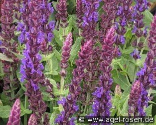 Berg-Aster