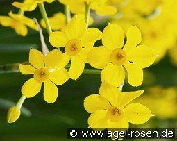 Baby Boomer kaufen, click for more details Baby Boomer