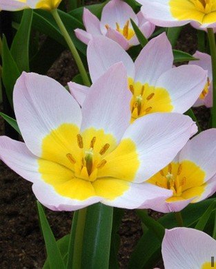 Bakeri Lilac Wonder