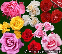 10 Beetrosen gemischt