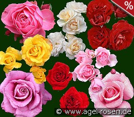 10 Beetrosen gemischt