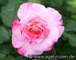 Abigaile kaufen, clicken für mehr Details Abigaile