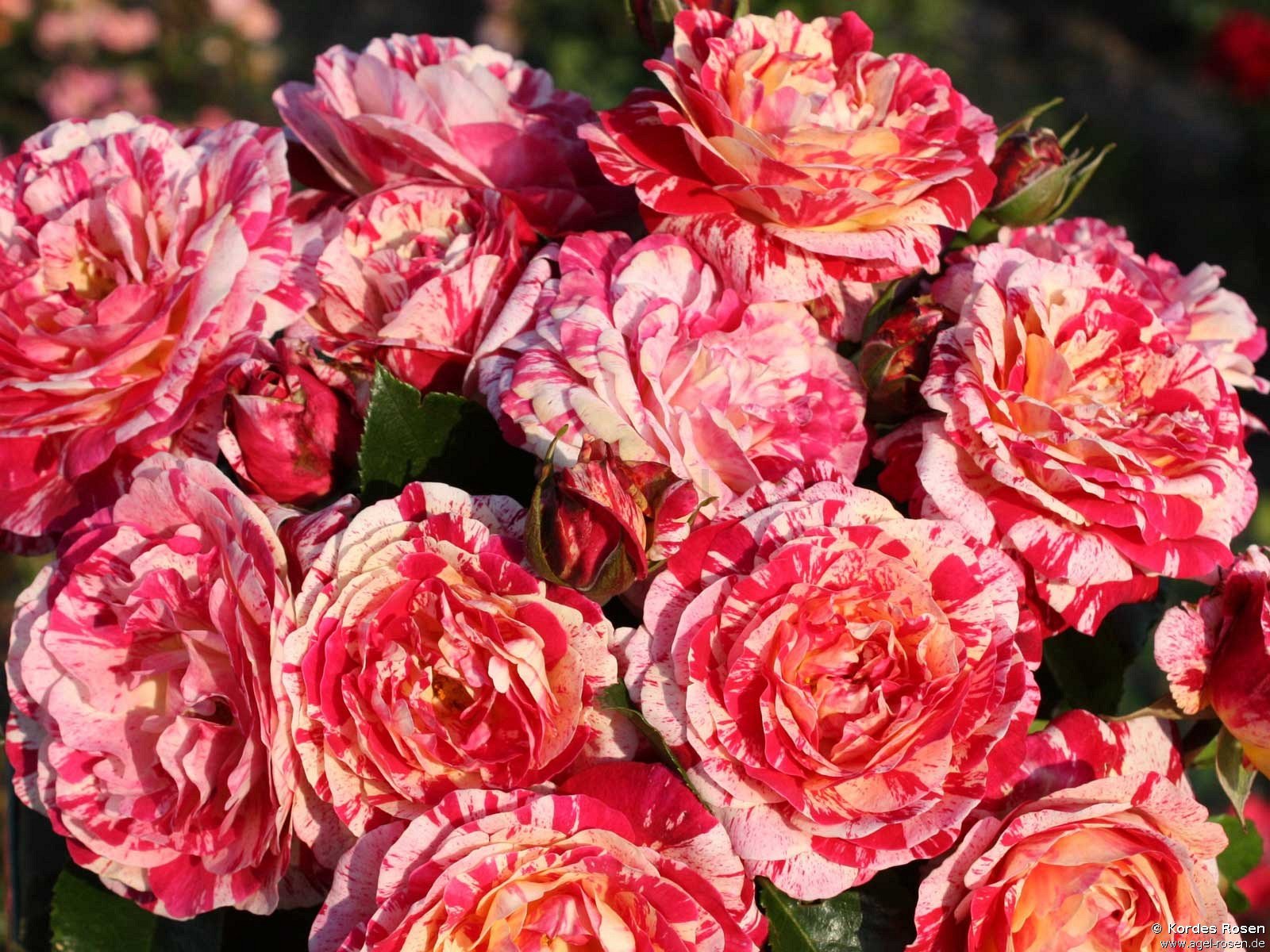 Rose ‘Abracadabra‘ (wurzelnackte Rose)