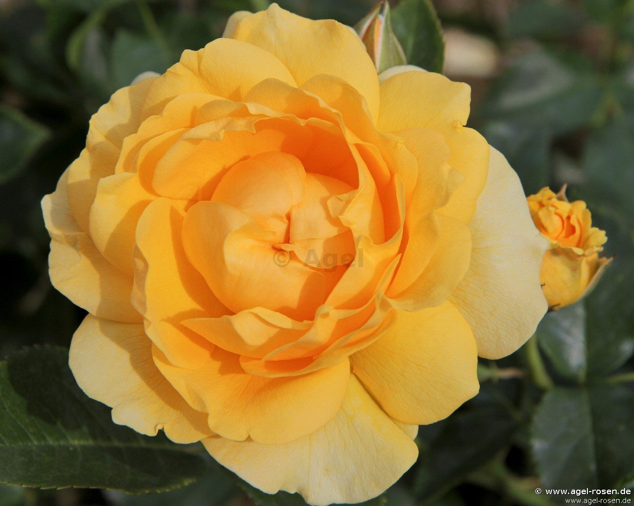 Rose ‘Absolutely Fabulous‘ (Halbstamm (~65cm), wurzelnackt)