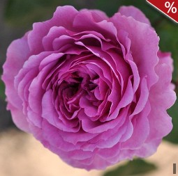 Adore Aroma