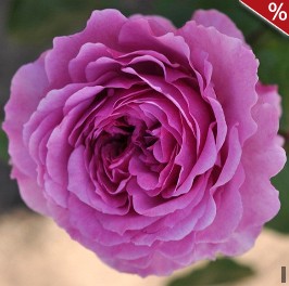 Adore Aroma