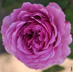 Adore Aroma