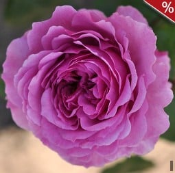 Adore Aroma kaufen, clicken für mehr Details Adore Aroma