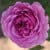 Adore Aroma