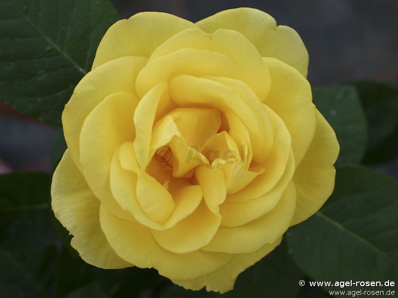 Rose ‘Akzent‘ (wurzelnackte Rose)