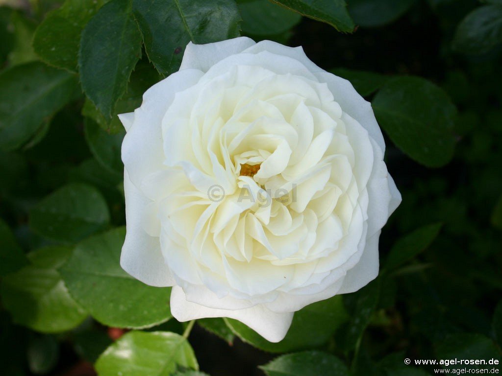Rose ‘Alabaster‘ (Halbstamm (~65cm), wurzelnackt)