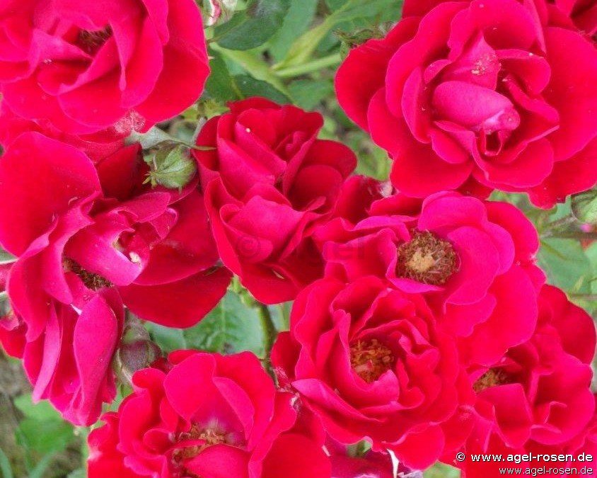 Rose ‘Alain‘ (wurzelnackte Rose)