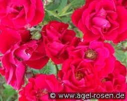 Alain kaufen, clicken für mehr Details Alain