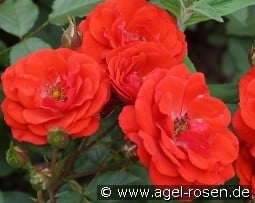 Allotria kaufen, clicken für mehr Details Allotria