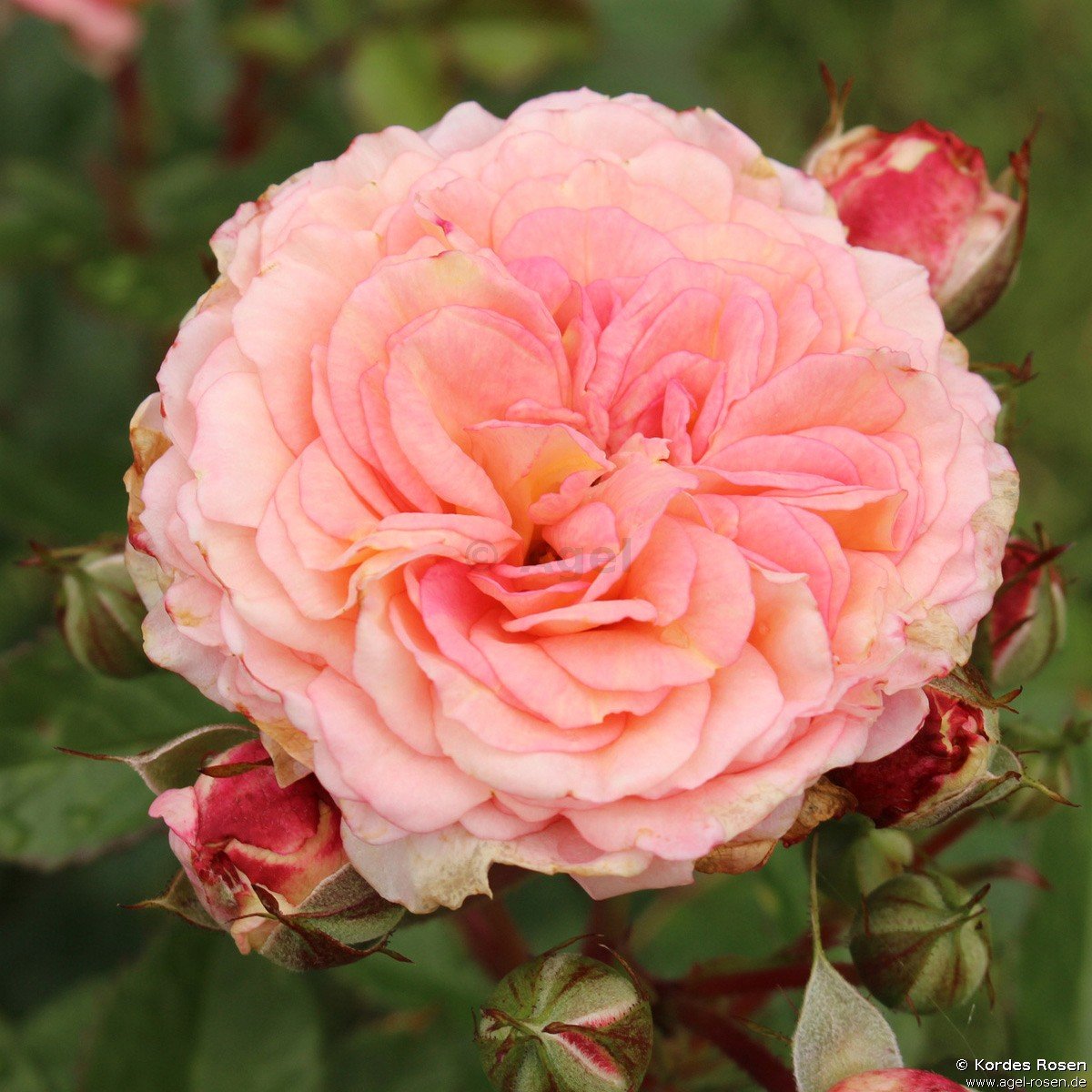 ADR-Rose ‘Amaretto 2018‘ (wurzelnackte Rose)