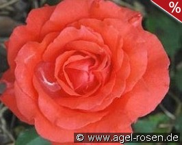 Amber Flower Circus