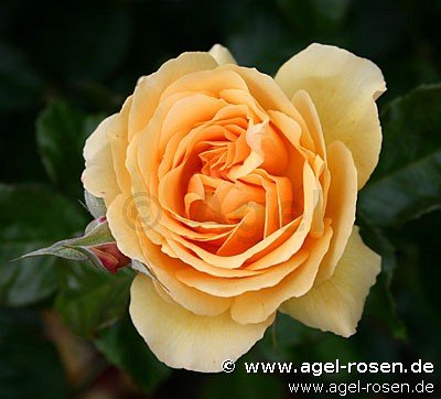 Rose ‘Amber Queen‘ (Hochstamm (~90cm), wurzelnackt)