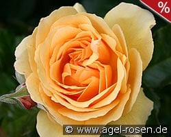 Amber Queen kaufen, clicken für mehr Details Amber Queen