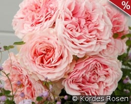 Amorosa