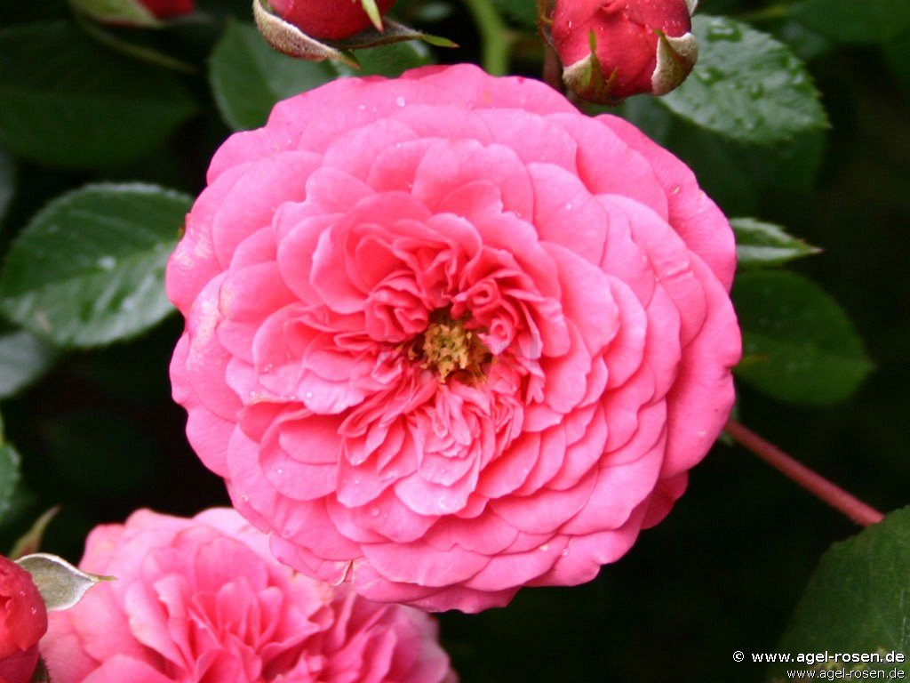 Rose ‘Amulett‘ (wurzelnackte Rose)