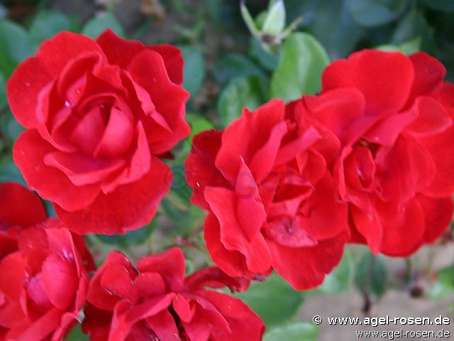 Rose ‘Andalusien‘ (wurzelnackte Rose)