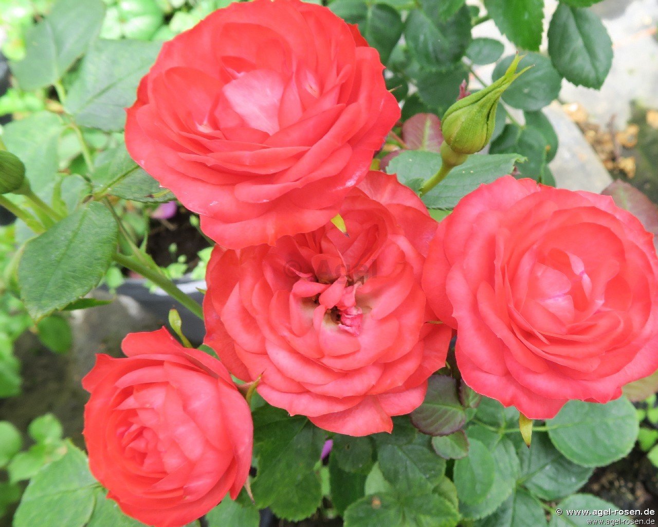 Rose ‘Anna Maria Luger‘ (5-Liter Topf)