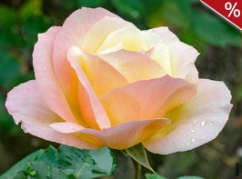 Apricot Queen Elizabeth