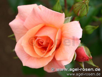 ADR-Rose ‘Aprikola‘ (Hochstamm (~90cm), wurzelnackt)