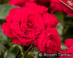 Arifa kaufen, clicken für mehr Details Arifa