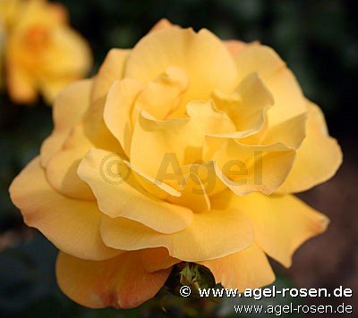 Rose ‘Arthur Bell‘ (Hochstamm (~90cm), wurzelnackt)