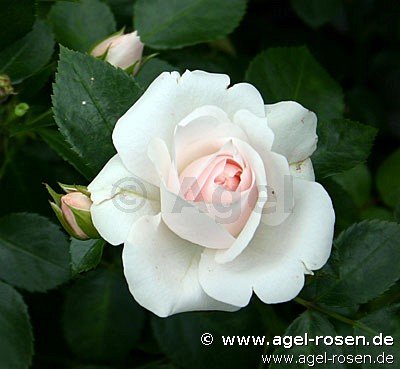 ADR-Rose ‘Aspirin Rose‘ (Hochstamm (~90cm), wurzelnackt)