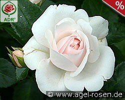 Aspirin Rose