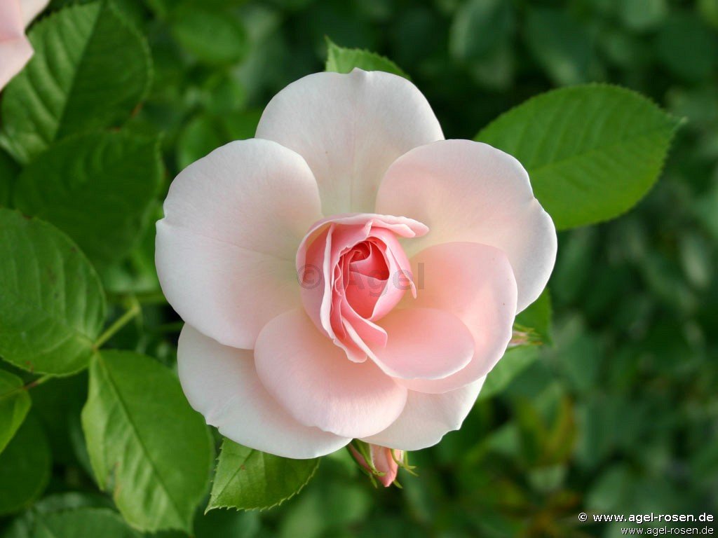 Rose ‘Astrid Lindgren‘ (wurzelnackte Rose)