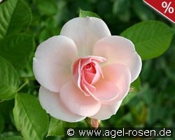 Astrid Lindgren kaufen, clicken für mehr Details Astrid Lindgren