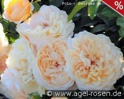 Avalanche Abricot kaufen, clicken für mehr Details Avalanche Abricot