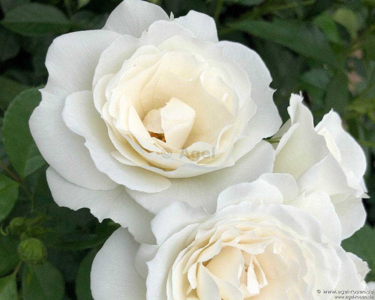 Rose ‘Baby Schneewittchen‘ (wurzelnackte Rose)