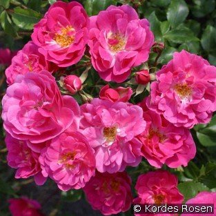 Bad Wörishofen syn. Pink Emely