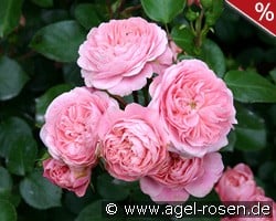 Bailando kaufen, clicken für mehr Details Bailando