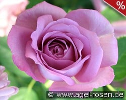 Baltik kaufen, clicken für mehr Details Baltik