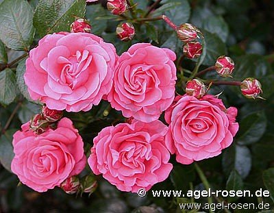 Rose ‘Bella Rosa‘ (2-Liter Biotopf)