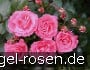Bella Rosa kaufen