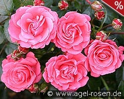Bella Rosa kaufen, clicken für mehr Details Bella Rosa