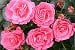 Bella Rosa