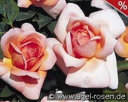 Belle du Seigneur kaufen, clicken für mehr Details Belle du Seigneur