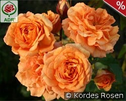 Bentheimer Gold kaufen, clicken für mehr Details Bentheimer Gold