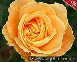 Bernstein Rose kaufen, clicken für mehr Details Bernstein Rose