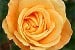 Bernstein Rose