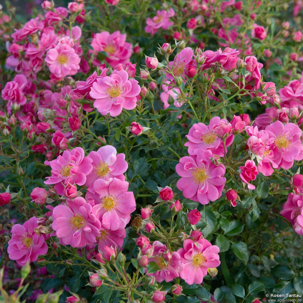 ADR-Rose ‘Bienenweide Rosa‘ (2-Liter Biotopf)