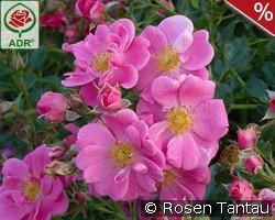 Bienenweide Rosa