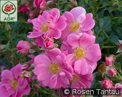 Bienenweide Rosa kaufen, clicken für mehr Details Bienenweide Rosa